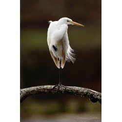 Carte de Pêche Carnassiers  1 journée (Plein Tarif)